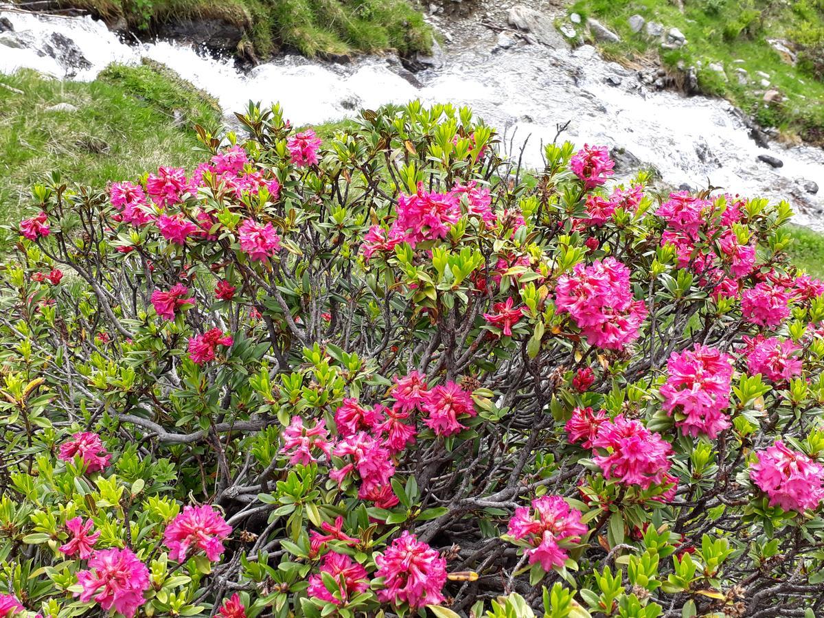Alpenpension Maderer Gaschurn Eksteriør billede